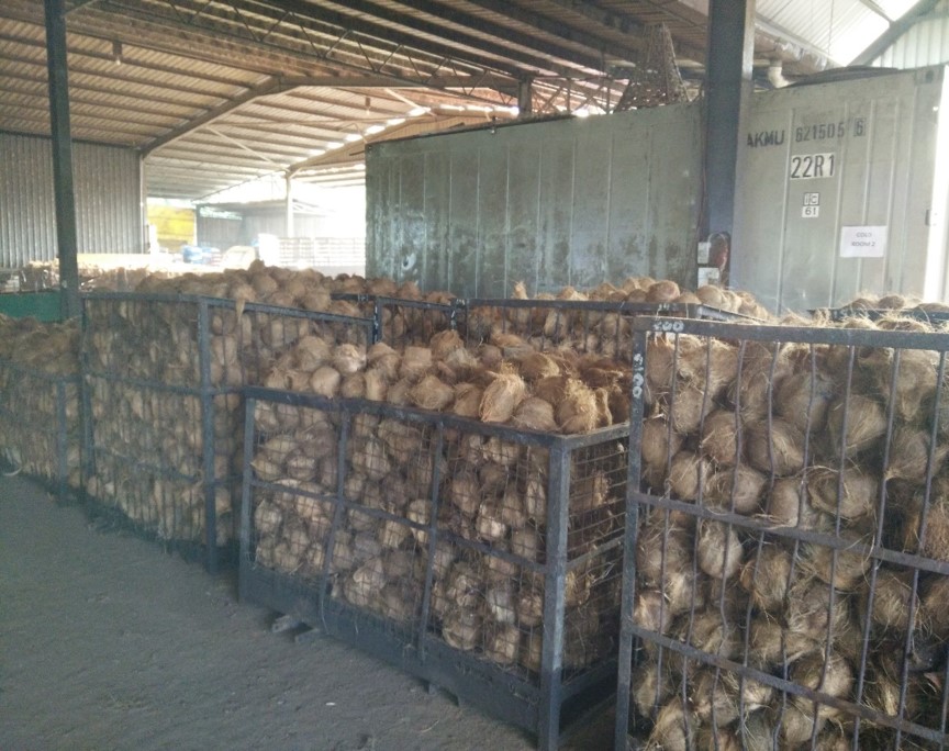 Selection of Good Coconuts