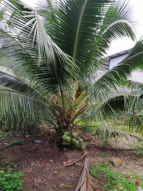 Our Palm